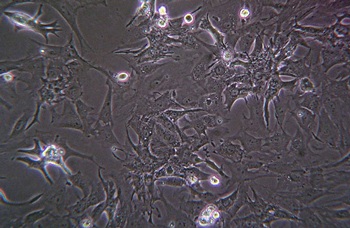 10 sự kiện thế giới nổi bật năm 2007 - 8 10 sự kiện thế giới nổi bật năm 2007 - 8