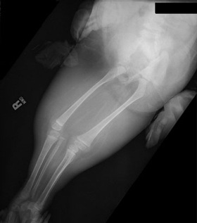 Gặp hai cô bé “người cá” ở Mỹ - 6 Gặp hai cô bé “người cá” ở Mỹ - 6