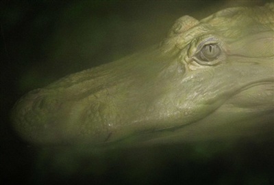 Chùm ảnh: Chiêm ngưỡng chú cá sấu trắng nổi tiếng ở Mỹ - 1 Chùm ảnh: Chiêm ngưỡng chú cá sấu trắng nổi tiếng ở Mỹ - 1