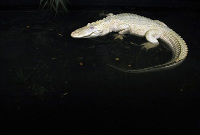 Chùm ảnh: Chiêm ngưỡng chú cá sấu trắng nổi tiếng ở Mỹ - 3 Chùm ảnh: Chiêm ngưỡng chú cá sấu trắng nổi tiếng ở Mỹ - 3