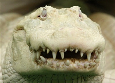 Chùm ảnh: Chiêm ngưỡng chú cá sấu trắng nổi tiếng ở Mỹ - 4 Chùm ảnh: Chiêm ngưỡng chú cá sấu trắng nổi tiếng ở Mỹ - 4