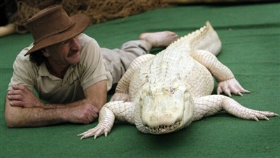 Chùm ảnh: Chiêm ngưỡng chú cá sấu trắng nổi tiếng ở Mỹ - 5 Chùm ảnh: Chiêm ngưỡng chú cá sấu trắng nổi tiếng ở Mỹ - 5