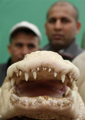 Chùm ảnh: Chiêm ngưỡng chú cá sấu trắng nổi tiếng ở Mỹ - 6 Chùm ảnh: Chiêm ngưỡng chú cá sấu trắng nổi tiếng ở Mỹ - 6