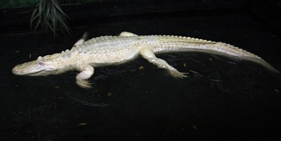 Chùm ảnh: Chiêm ngưỡng chú cá sấu trắng nổi tiếng ở Mỹ - 7 Chùm ảnh: Chiêm ngưỡng chú cá sấu trắng nổi tiếng ở Mỹ - 7