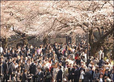 Chùm ảnh: Mùa hoa anh đào nở ở Nhật - 3