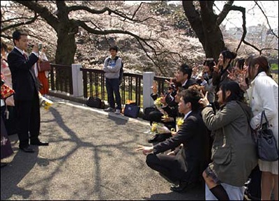 Chùm ảnh: Mùa hoa anh đào nở ở Nhật - 4