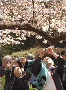 Chùm ảnh: Mùa hoa anh đào nở ở Nhật - 7