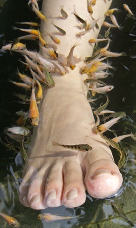 Chùm ảnh: Cho cá rỉa để trị liệu - 2