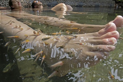 Chùm ảnh: Cho cá rỉa để trị liệu - 3