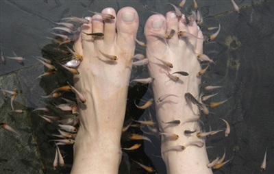 Chùm ảnh: Cho cá rỉa để trị liệu - 6