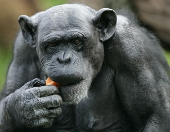 Vĩnh biệt “bà” tinh tinh già nhất thế giới - 1