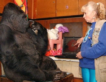 Vĩnh biệt “bà” tinh tinh già nhất thế giới - 3