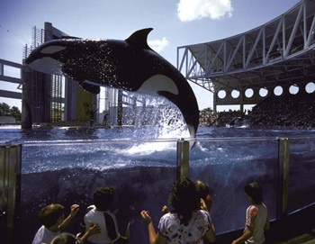 Vĩnh biệt “bà” tinh tinh già nhất thế giới - 4