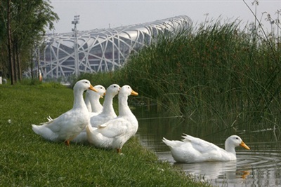 Chùm ảnh: Công cuộc “đại” làm sạch Bắc Kinh đón Olympic - 16
