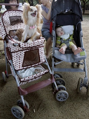 Xu hướng nuôi chó thay con của phụ nữ Nhật - 4 Xu hướng nuôi chó thay con của phụ nữ Nhật - 4