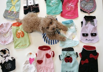 Xu hướng nuôi chó thay con của phụ nữ Nhật - 2 Xu hướng nuôi chó thay con của phụ nữ Nhật - 2