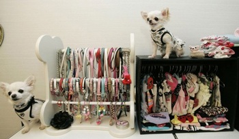 Xu hướng nuôi chó thay con của phụ nữ Nhật - 3 Xu hướng nuôi chó thay con của phụ nữ Nhật - 3