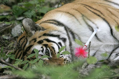 Chùm ảnh: Putin “cứu” loài hổ quý - 3