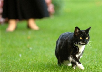 Con mèo quyền lực nhất nước Anh - 1