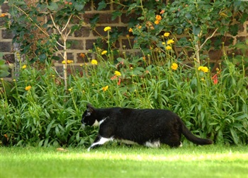 Con mèo quyền lực nhất nước Anh - 3