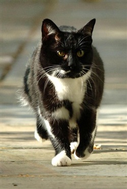 Con mèo quyền lực nhất nước Anh - 4