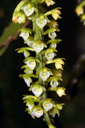 Chùm ảnh 11 loài sinh vật mới ở Việt Nam - 1