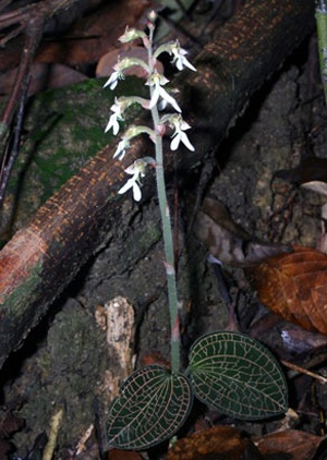 Chùm ảnh 11 loài sinh vật mới ở Việt Nam - 2