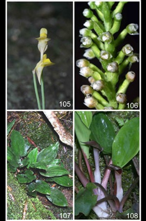Chùm ảnh 11 loài sinh vật mới ở Việt Nam - 10