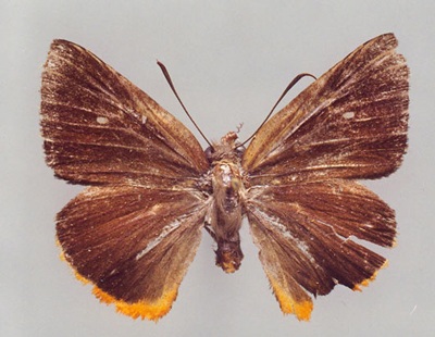 Chùm ảnh 11 loài sinh vật mới ở Việt Nam - 12