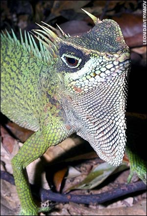 Chùm ảnh 11 loài sinh vật mới ở Việt Nam - 13