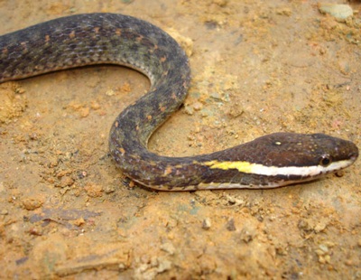 Chùm ảnh 11 loài sinh vật mới ở Việt Nam - 3