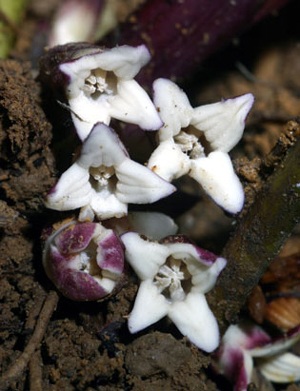 Chùm ảnh 11 loài sinh vật mới ở Việt Nam - 5