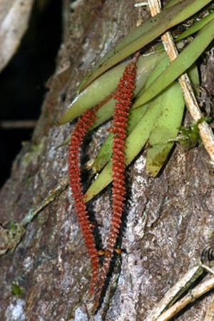 Chùm ảnh 11 loài sinh vật mới ở Việt Nam - 7