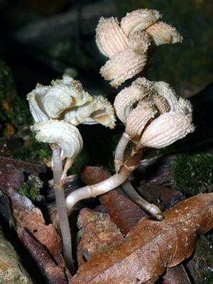 Chùm ảnh 11 loài sinh vật mới ở Việt Nam - 8