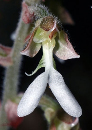 Chùm ảnh 11 loài sinh vật mới ở Việt Nam - 9