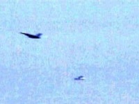 Chùm ảnh báo động máy bay tấn công Nhà Trắng - 1