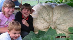 Quả bí khổng lồ - 1