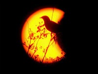 Chùm ảnh nhật thực vòng quanh thế giới - 9