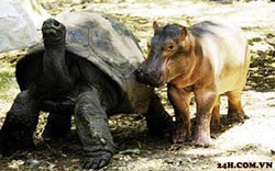 Rùa nhận hà mã làm con nuôi - 1 Rùa nhận hà mã làm con nuôi - 1