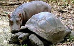 Rùa nhận hà mã làm con nuôi - 2 Rùa nhận hà mã làm con nuôi - 2