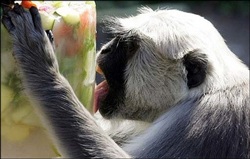 Chùm ảnh: Châu Âu đang biến thành vùng nhiệt đới - 10