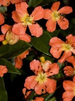 Phát hiện “một thế giới đã mất” ở Indonesia - 3