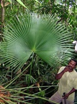 Phát hiện “một thế giới đã mất” ở Indonesia - 4