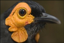 Phát hiện “một thế giới đã mất” ở Indonesia - 2