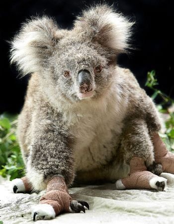 Chuyện tình cảm động của hai gấu túi trong bão lửa Australia - 1 Chuyện tình cảm động của hai gấu túi trong bão lửa Australia - 1