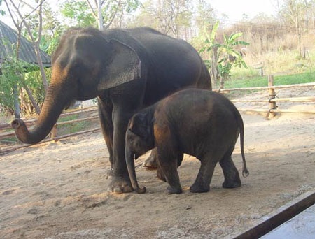 Chùm ảnh: Thăm “bé” voi lắp chân giả đầu tiên trên thế giới - 7