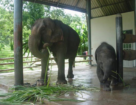 Chùm ảnh: Thăm “bé” voi lắp chân giả đầu tiên trên thế giới - 6