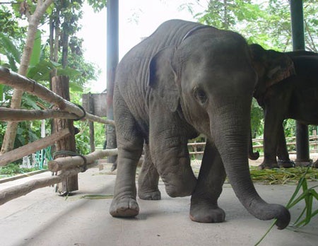 Chùm ảnh: Thăm “bé” voi lắp chân giả đầu tiên trên thế giới - 4