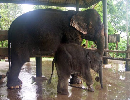 Chùm ảnh: Thăm “bé” voi lắp chân giả đầu tiên trên thế giới - 1