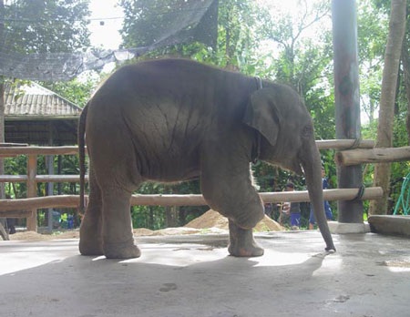 Chùm ảnh: Thăm “bé” voi lắp chân giả đầu tiên trên thế giới - 5